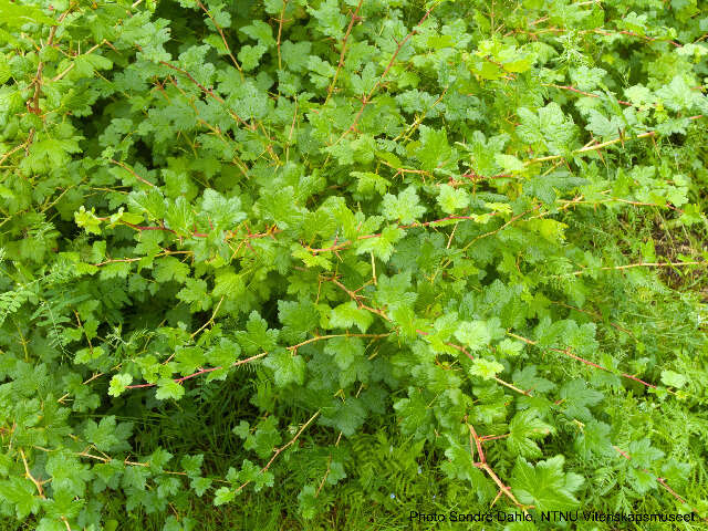 Image de Ribes cf. divaricatum