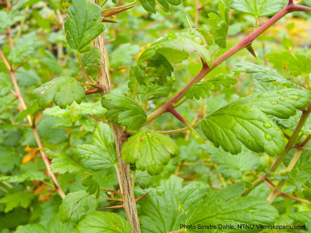 Image de Ribes cf. divaricatum