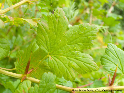 Image of Ribes cf. divaricatum