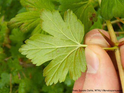 Image de Ribes cf. divaricatum