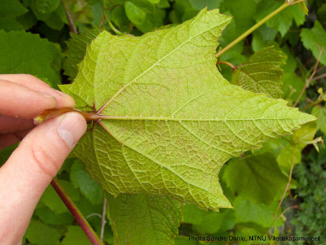 Image of grape