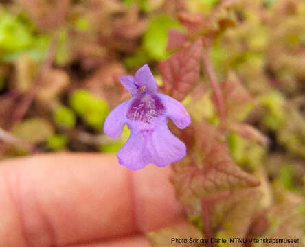 Image of Ground ivy