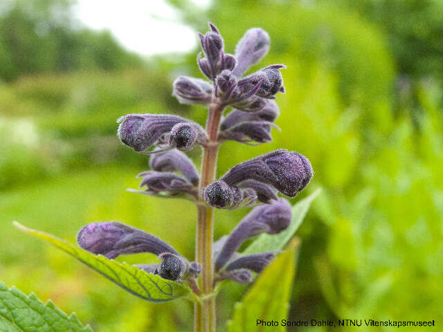 Image of Nepeta sibirica L.