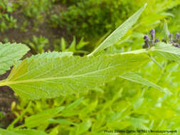 Image of Nepeta sibirica L.