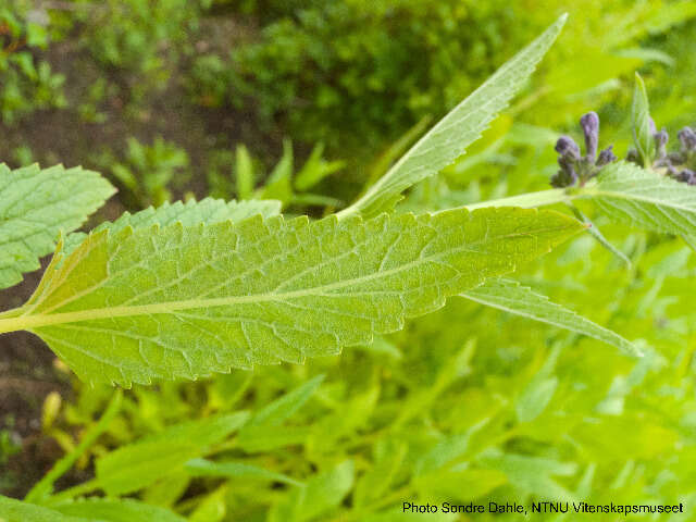 Image of Nepeta sibirica L.