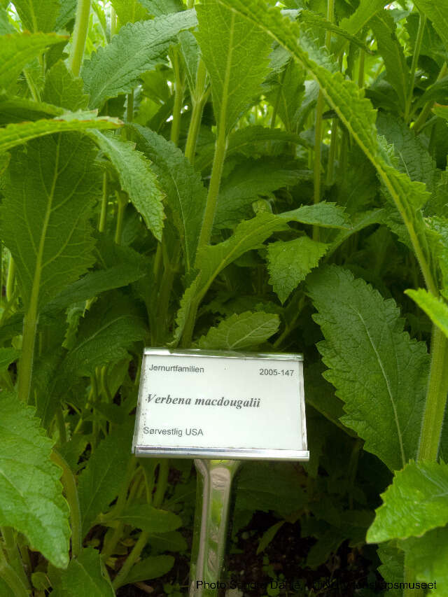 Image of New Mexico Vervain