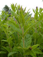 Image of New Mexico Vervain