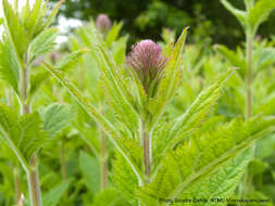 Image of New Mexico Vervain