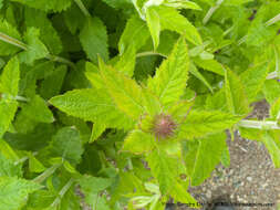 Image of New Mexico Vervain