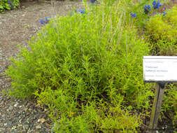 Image of perennial savory