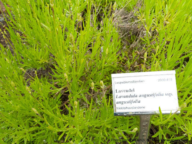 Image of English Lavendar