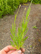 Image of English Lavendar