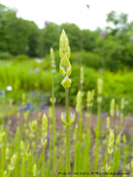 Image of English Lavendar