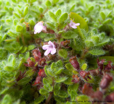 Image of creeping thyme