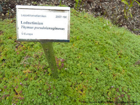 Image of creeping thyme