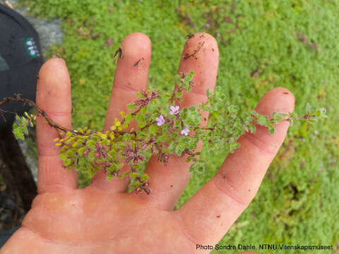 Image of creeping thyme