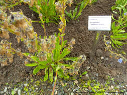 Image of Bearded Bellflower