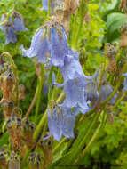 Image of Bearded Bellflower