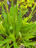 Image of Bearded Bellflower