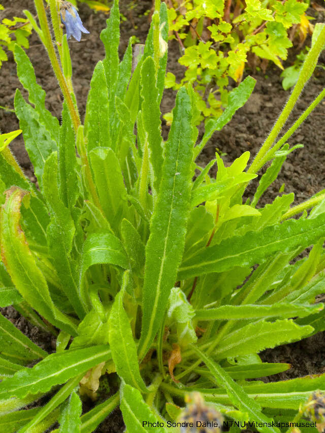 Image of Bearded Bellflower