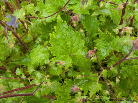 Image of Campanula armena Steven