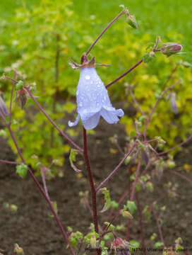 Image of Campanula armena Steven