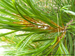 Image of Arolla Pine