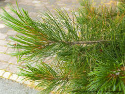 Image of Arolla Pine