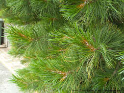 Image of Arolla Pine