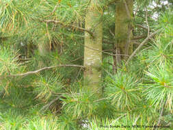 Image of Arolla Pine