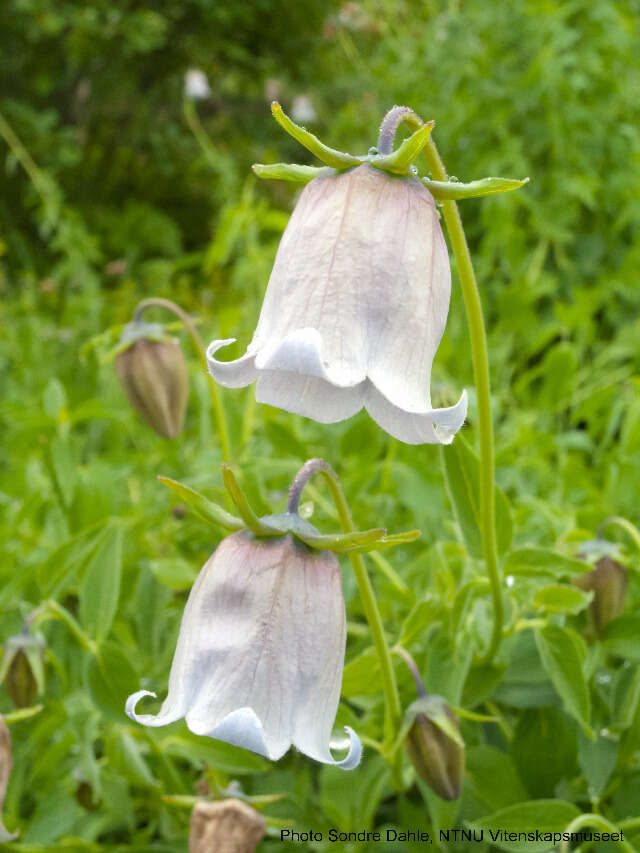 Codonopsis ovata Benth. resmi