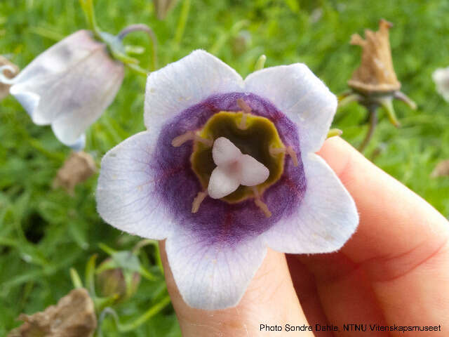 Codonopsis ovata Benth. resmi