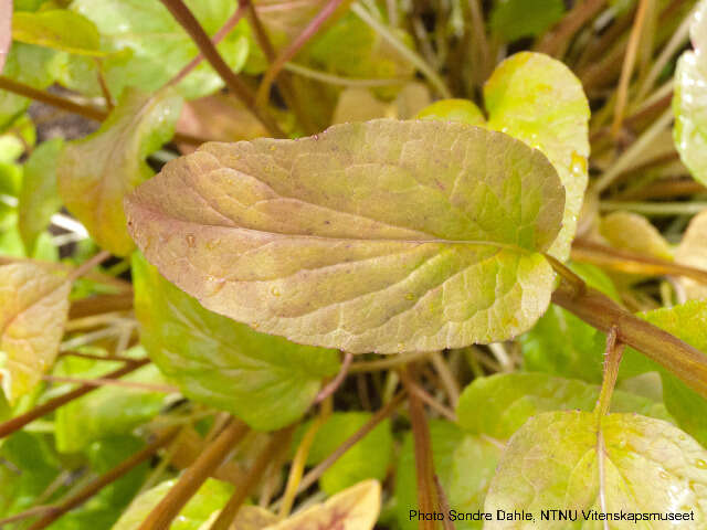 Image of Phyteuma spicatum L.