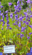 Image of European bellflower