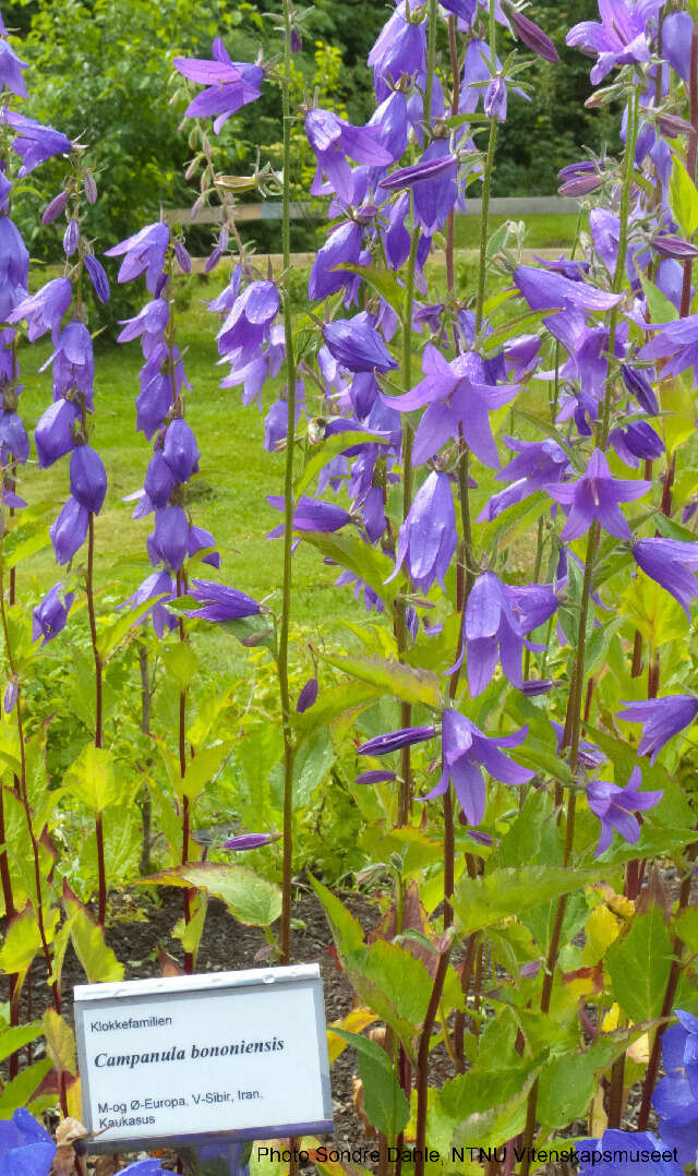 Imagem de Campanula bononiensis L.