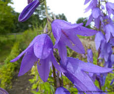 Image of European bellflower