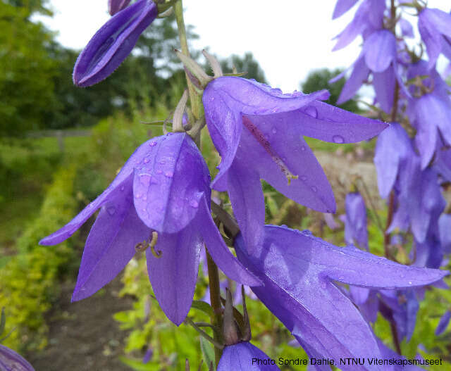 Image of European bellflower