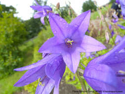 Imagem de Campanula bononiensis L.