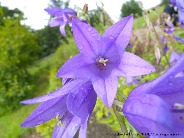 Image of European bellflower