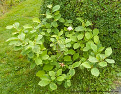 Image of Magnolia cf. sieboldii