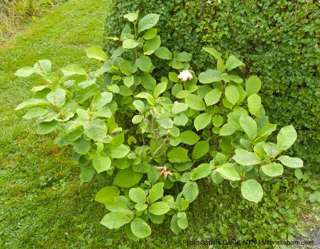 Magnolia cf. sieboldii的圖片