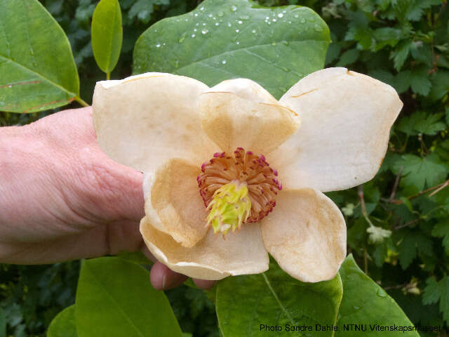 Magnolia cf. sieboldii的圖片