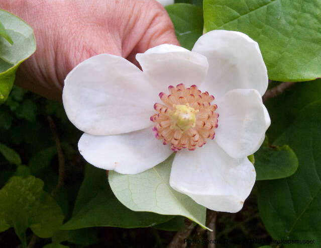 Image of Magnolia cf. sieboldii