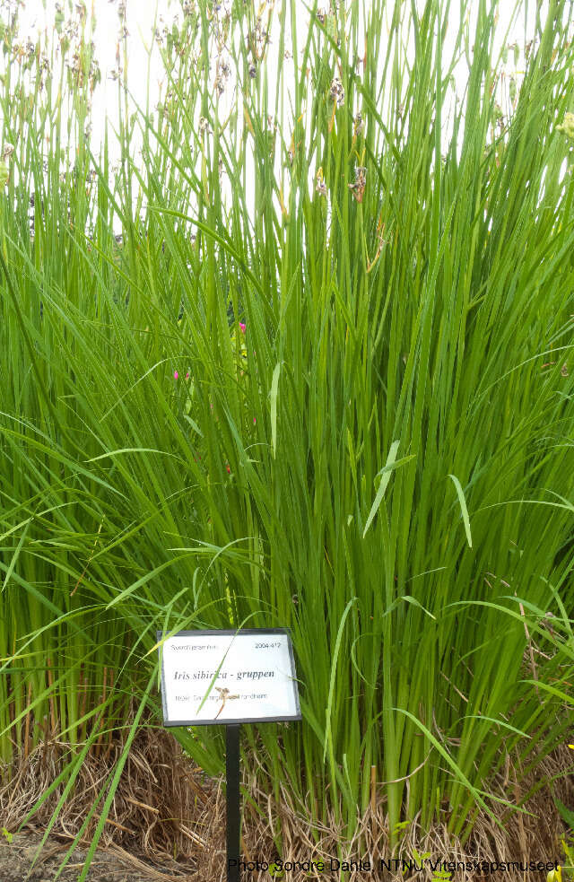 Image of German Iris