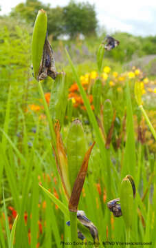 Image of German Iris