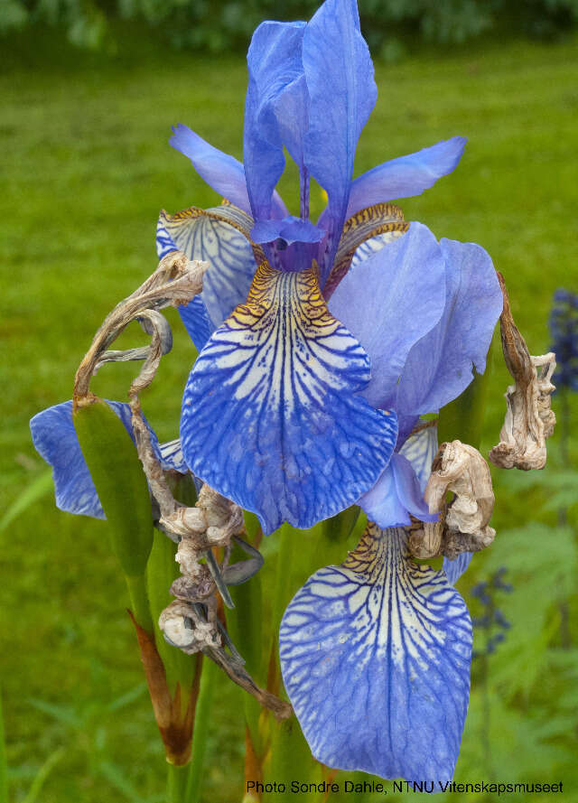 Image of German Iris