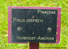 Image of Jeffrey Pine