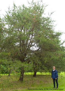 Image of jack pine