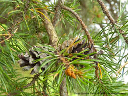 Image of jack pine