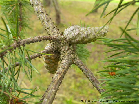 Image of jack pine